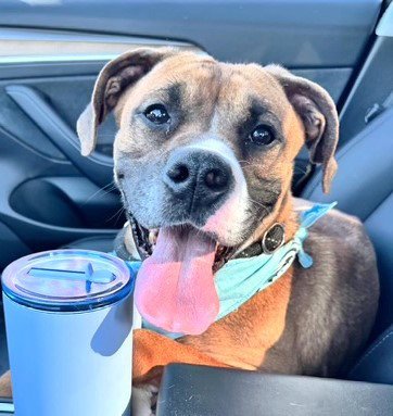 DINOSAUR - Boxer available for adoption