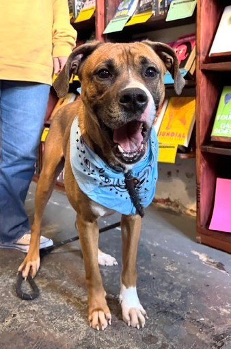 DINOSAUR - Boxer available for adoption