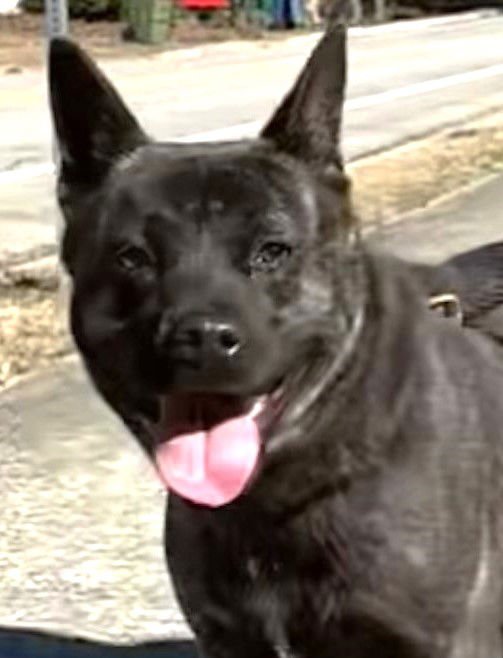 GAMMA - Australian Cattle Dog/Blue Heeler available for adoption