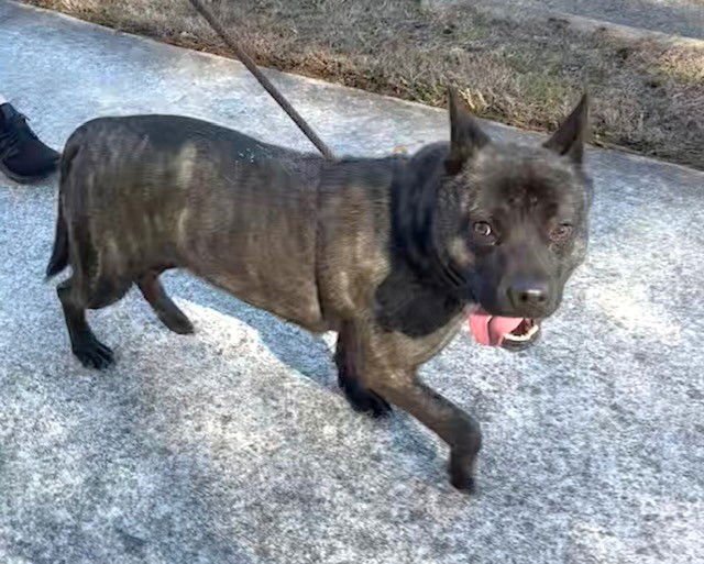 GAMMA - Australian Cattle Dog/Blue Heeler available for adoption