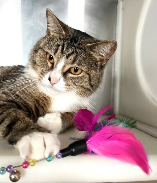 SWEENEY - Tabby available for adoption