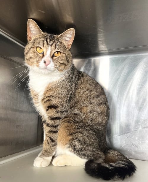 SWEENEY - Tabby available for adoption