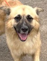 BALTO - Akita available for adoption