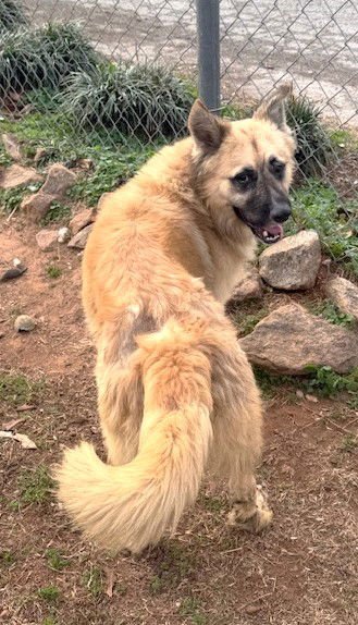 BALTO - Akita available for adoption