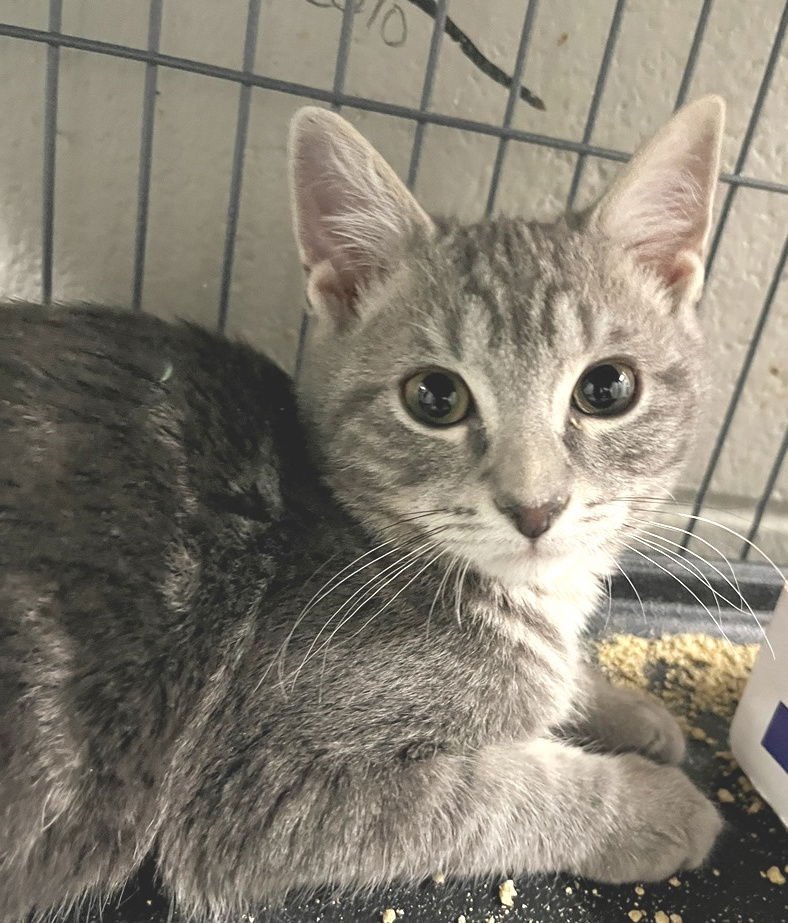 GROVER - Tabby available for adoption