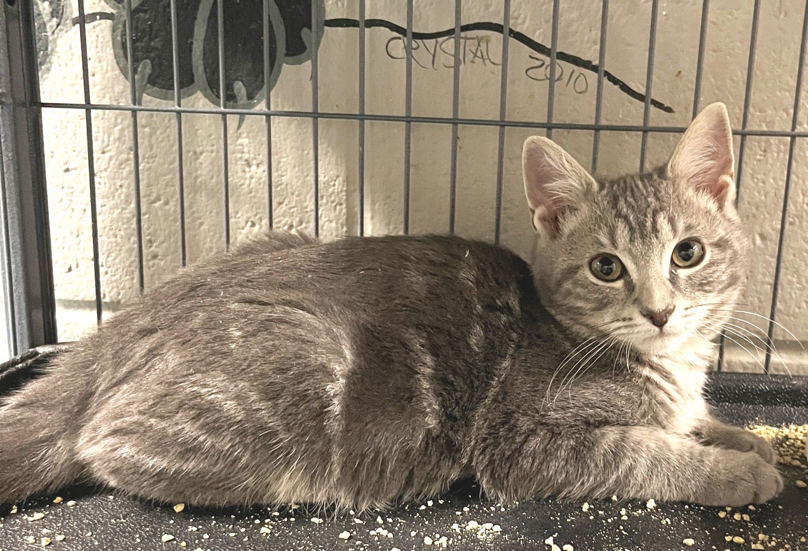 GROVER - Tabby available for adoption