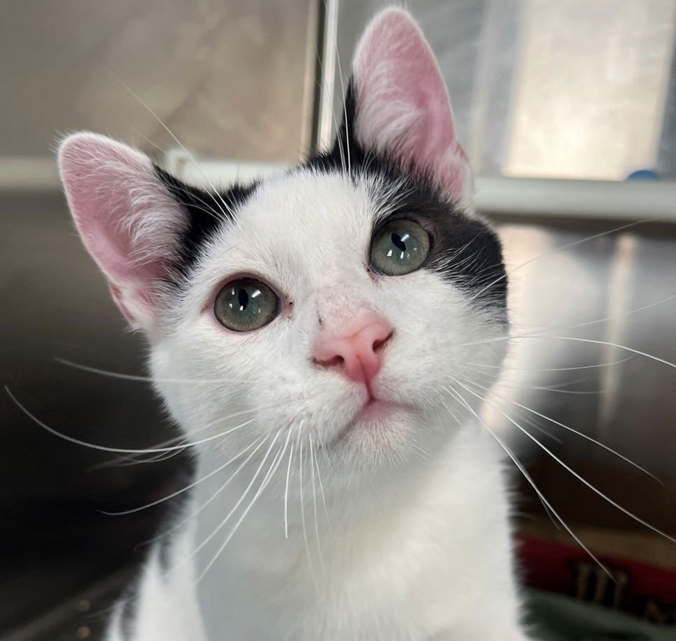 ICELAND - Tabby available for adoption