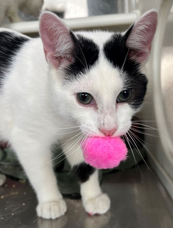 ICELAND - Tabby available for adoption