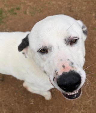 JAKE - Anatolian Shepherd available for adoption