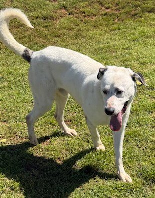 JAKE - Anatolian Shepherd available for adoption