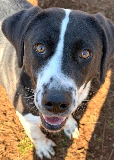 RIZZO - Hound available for adoption