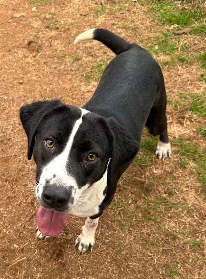 RIZZO - Hound available for adoption