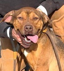 AVA - Hound available for adoption