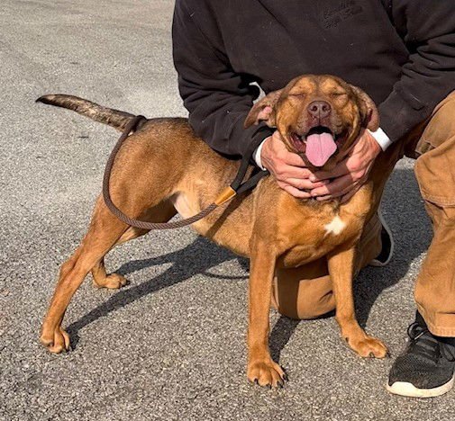 AVA - Hound available for adoption