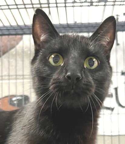 SMOKE - Domestic Short Hair available for adoption