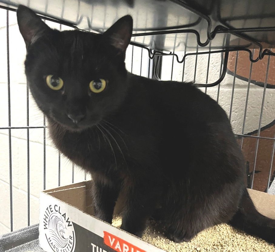 SMOKE - Domestic Short Hair available for adoption