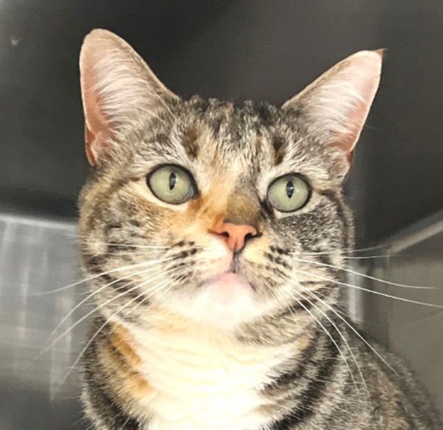 PRISCILLA - Tabby / Calico available for adoption