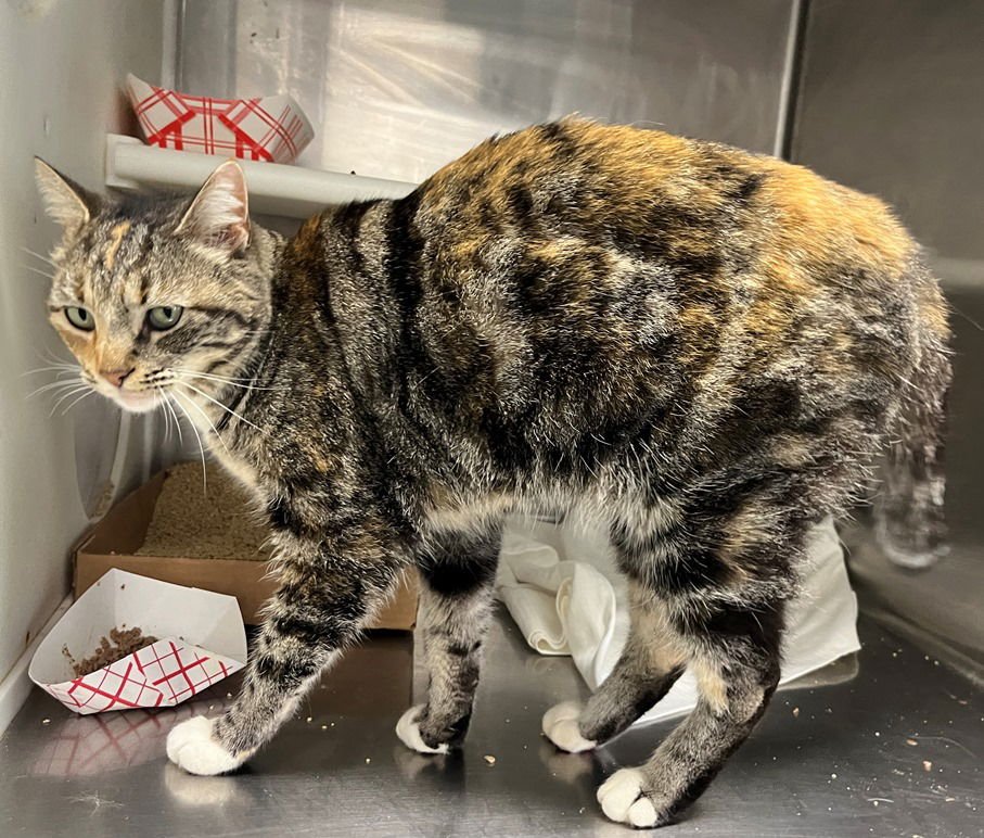 PRISCILLA - Tabby / Calico available for adoption