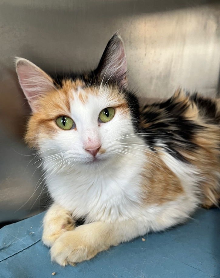 NIAGARA - Tortoiseshell / Domestic Medium Hair available for adoption