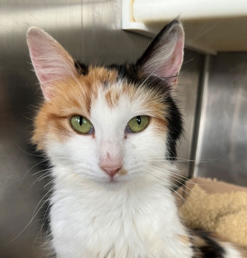 NIAGARA - Tortoiseshell / Domestic Medium Hair available for adoption