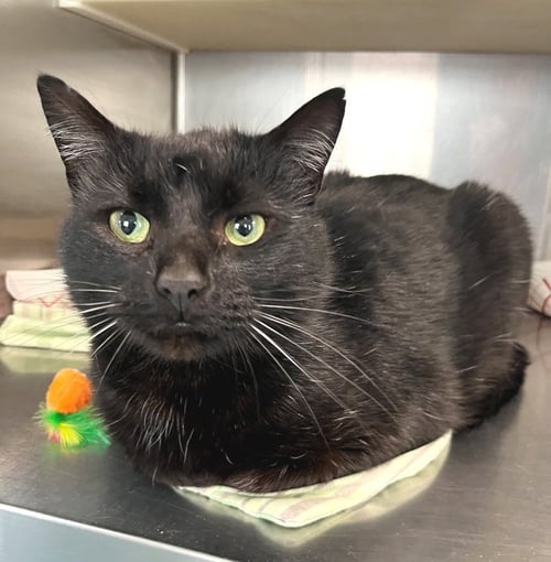 TONY - Domestic Short Hair available for adoption