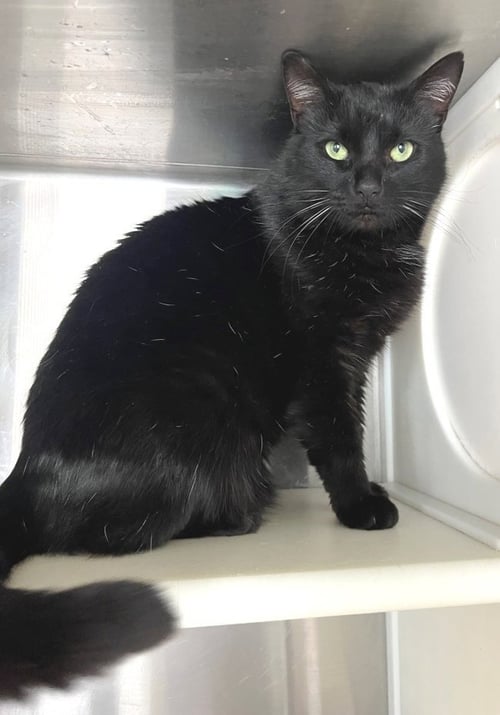 TONY - Domestic Short Hair available for adoption