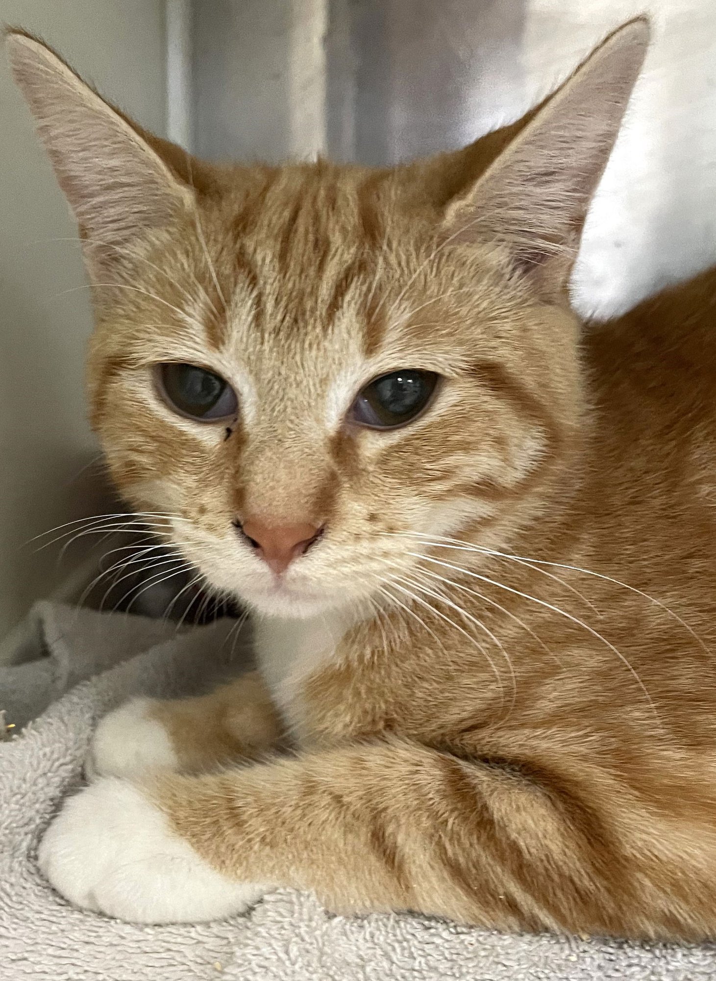 AUTUMN - Tabby available for adoption