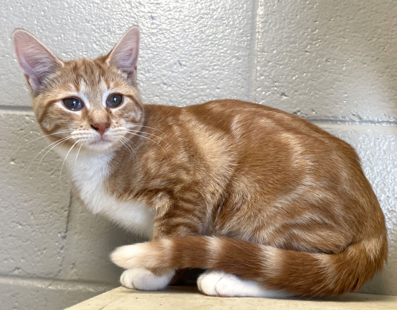 AUTUMN - Tabby available for adoption