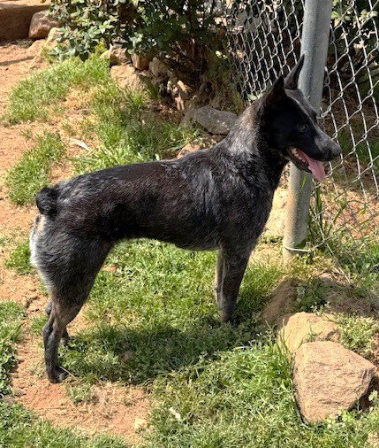 RIVER - Australian Cattle Dog/Blue Heeler available for adoption