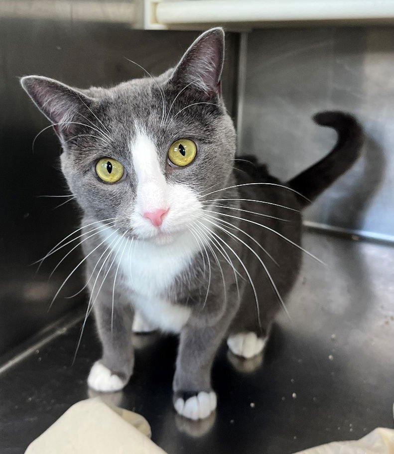 WHISPER - Tuxedo available for adoption