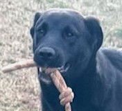 MEEKO - Belgian Shepherd Malinois available for adoption