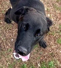 MEEKO - Belgian Shepherd Malinois available for adoption