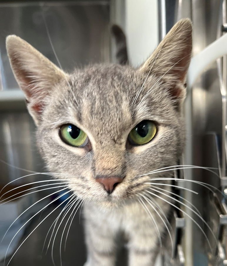 SALLY - Tabby available for adoption