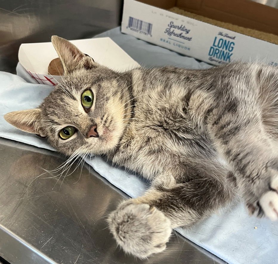 SALLY - Tabby available for adoption