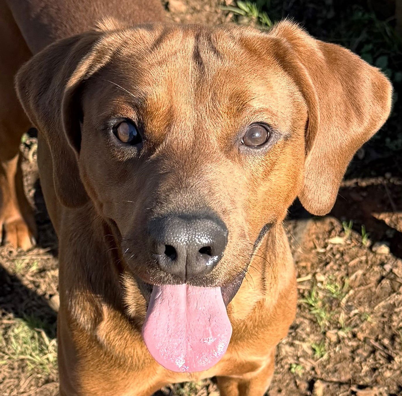TREMOR - Redbone Coonhound available for adoption