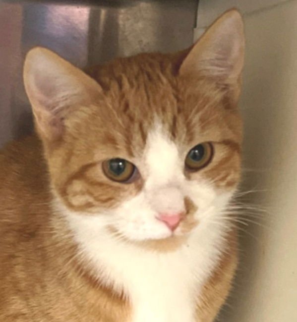 LEO - Tabby available for adoption