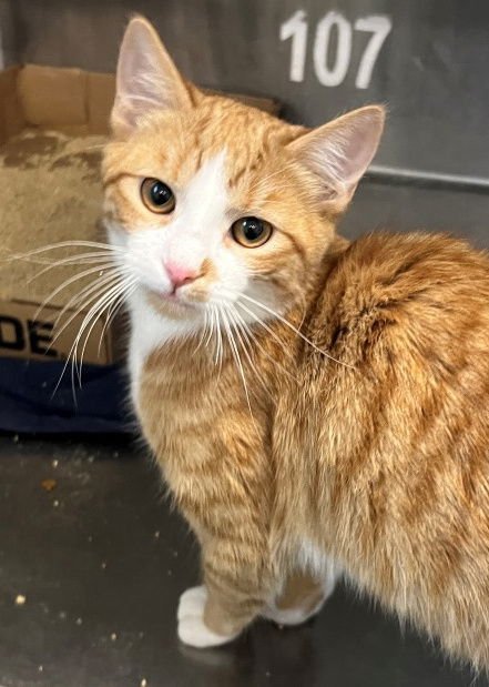 LEO - Tabby available for adoption