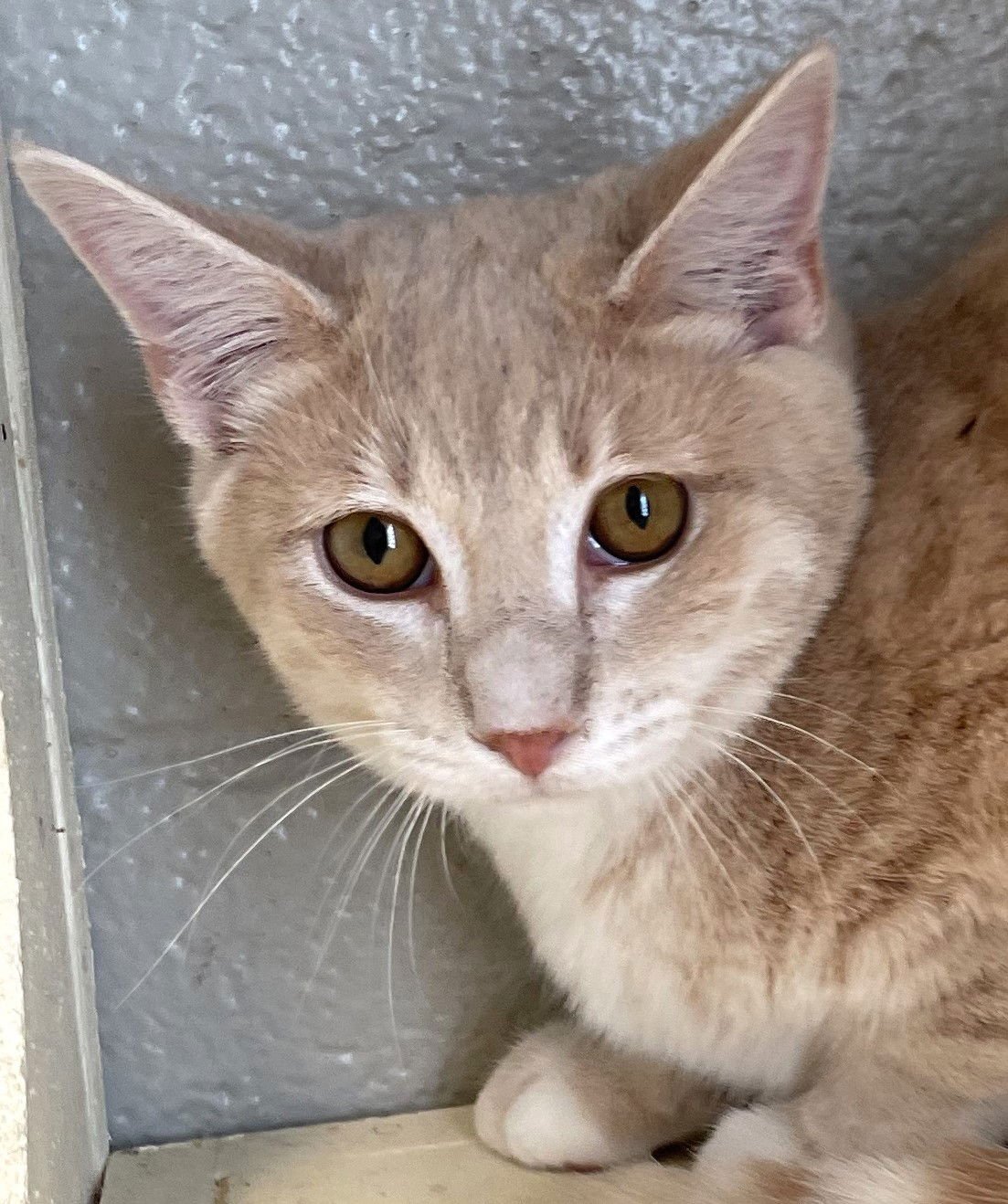 CIDER - Tabby available for adoption