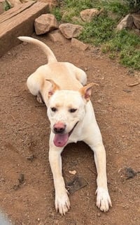 Lucy - Photo 2