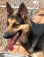 LACEY - German Shepherd Dog available for adoption