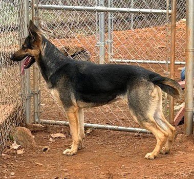 LACEY - German Shepherd Dog available for adoption