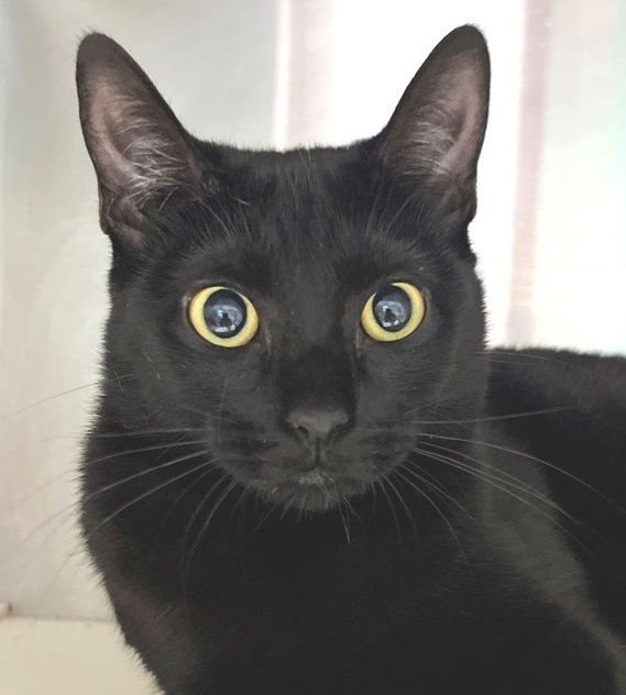 MAGIC - Domestic Short Hair available for adoption