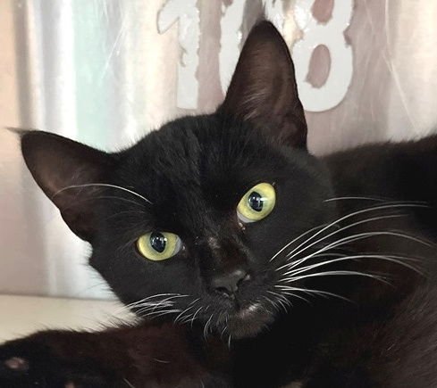 ROSS - Tuxedo available for adoption