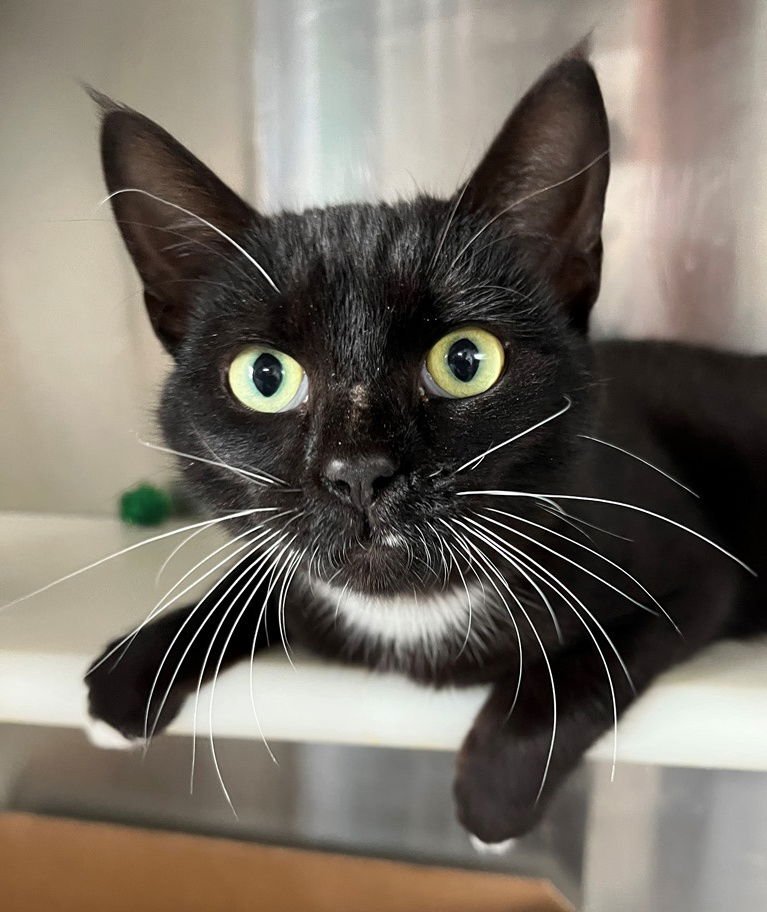 ROSS - Tuxedo available for adoption