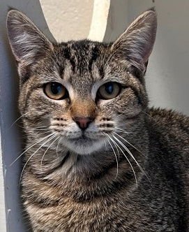 EMILY - Tabby available for adoption