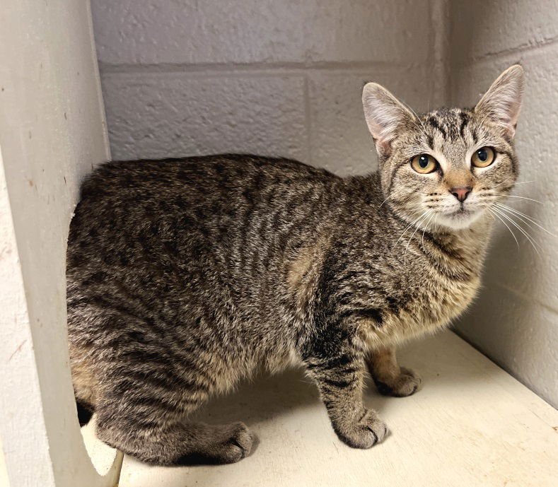 EMILY - Tabby available for adoption
