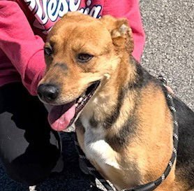 BAMA - Feist available for adoption