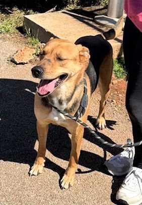 BAMA - Feist available for adoption