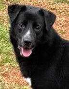 HURBEY - Corgi / Labrador Retriever available for adoption