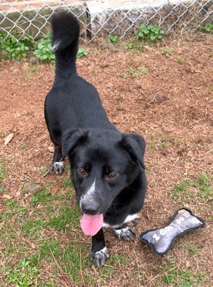 HURBEY - Corgi / Labrador Retriever available for adoption